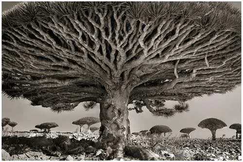 Les plus anciens Arbres du monde