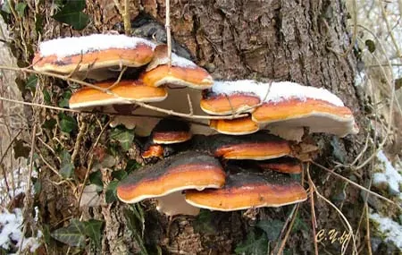 Mieux connaître les champignons