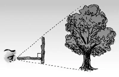 Mesurer la hauteur d’un arbre