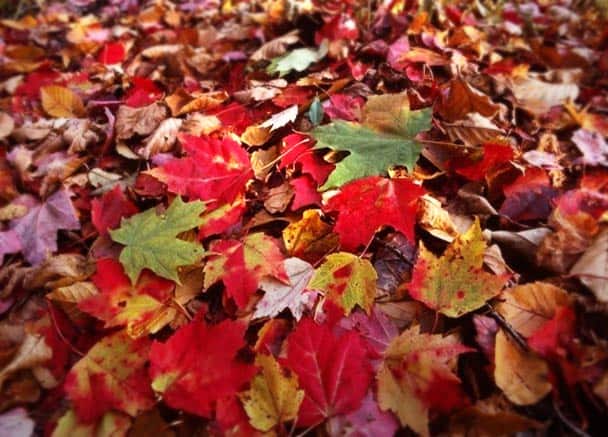 Ramassage des feuilles mortes au jardin…