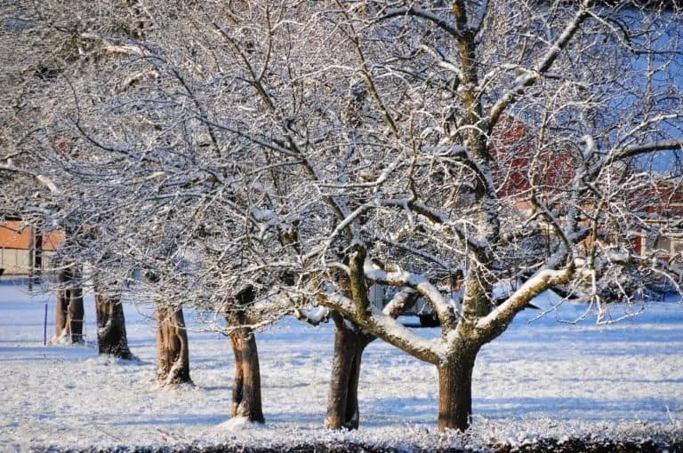 Astuce d’hiver pour les arbres fruitiers !