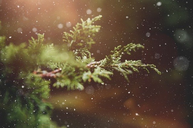 Noël : vrai sapin ou artificiel ?